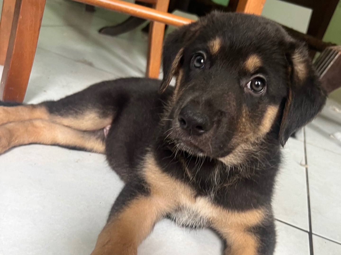 Adotta un cane, taglia grande, maschio, Catania