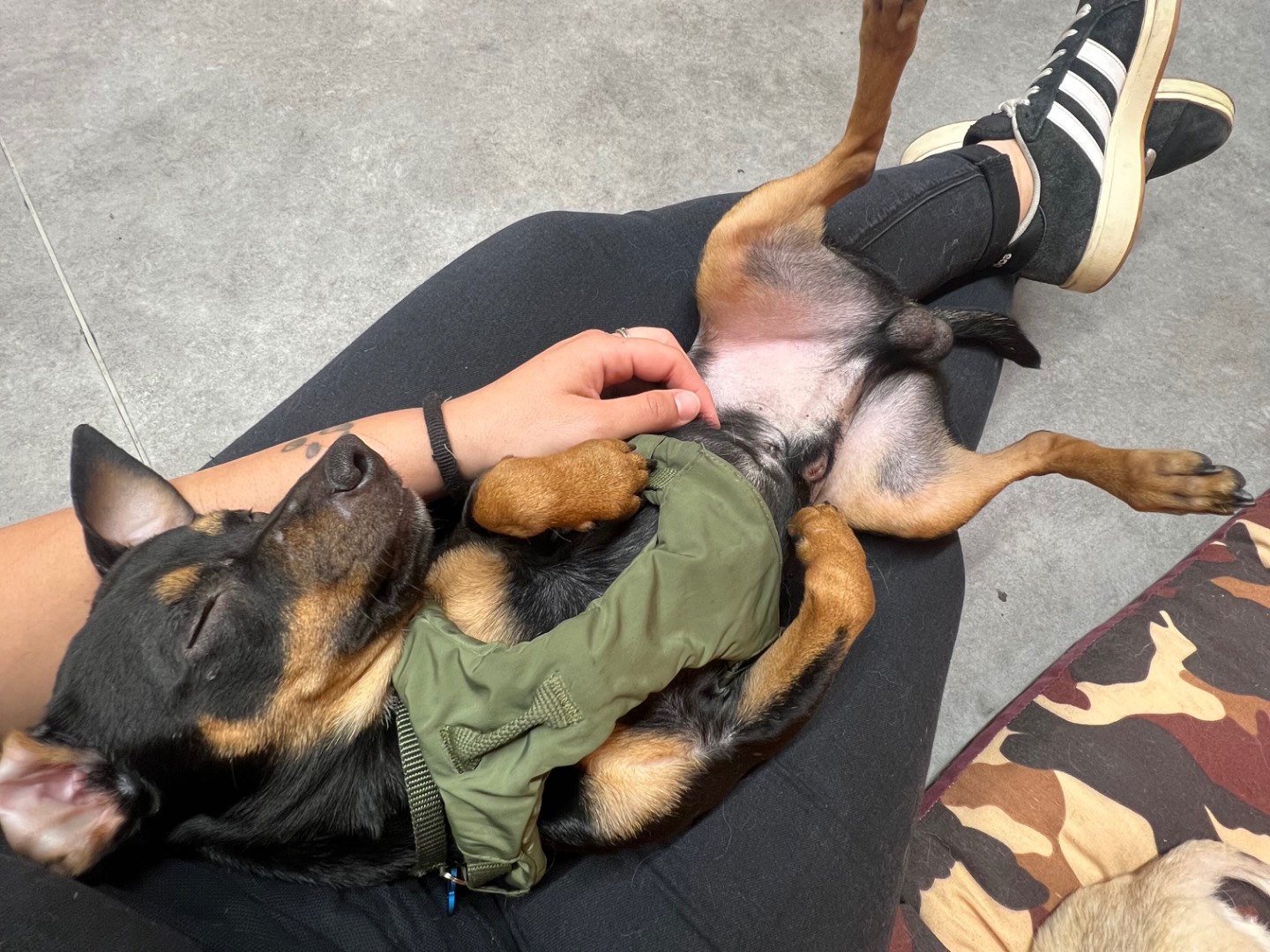 Vuoi adottare un cane a Catania?