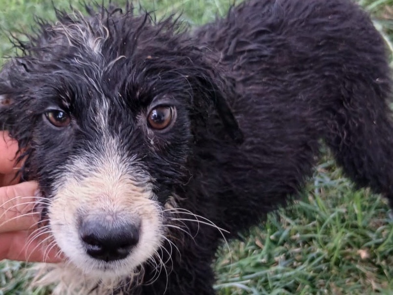 Adozione cane, femmina, Razza sconosciuta Razza sconosciuta, 3 mesi, taglia media, Crotone