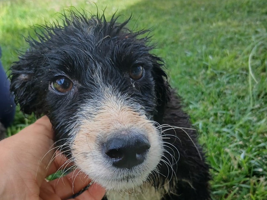 Adotta un cane, femmina, 3 mesi, Crotone