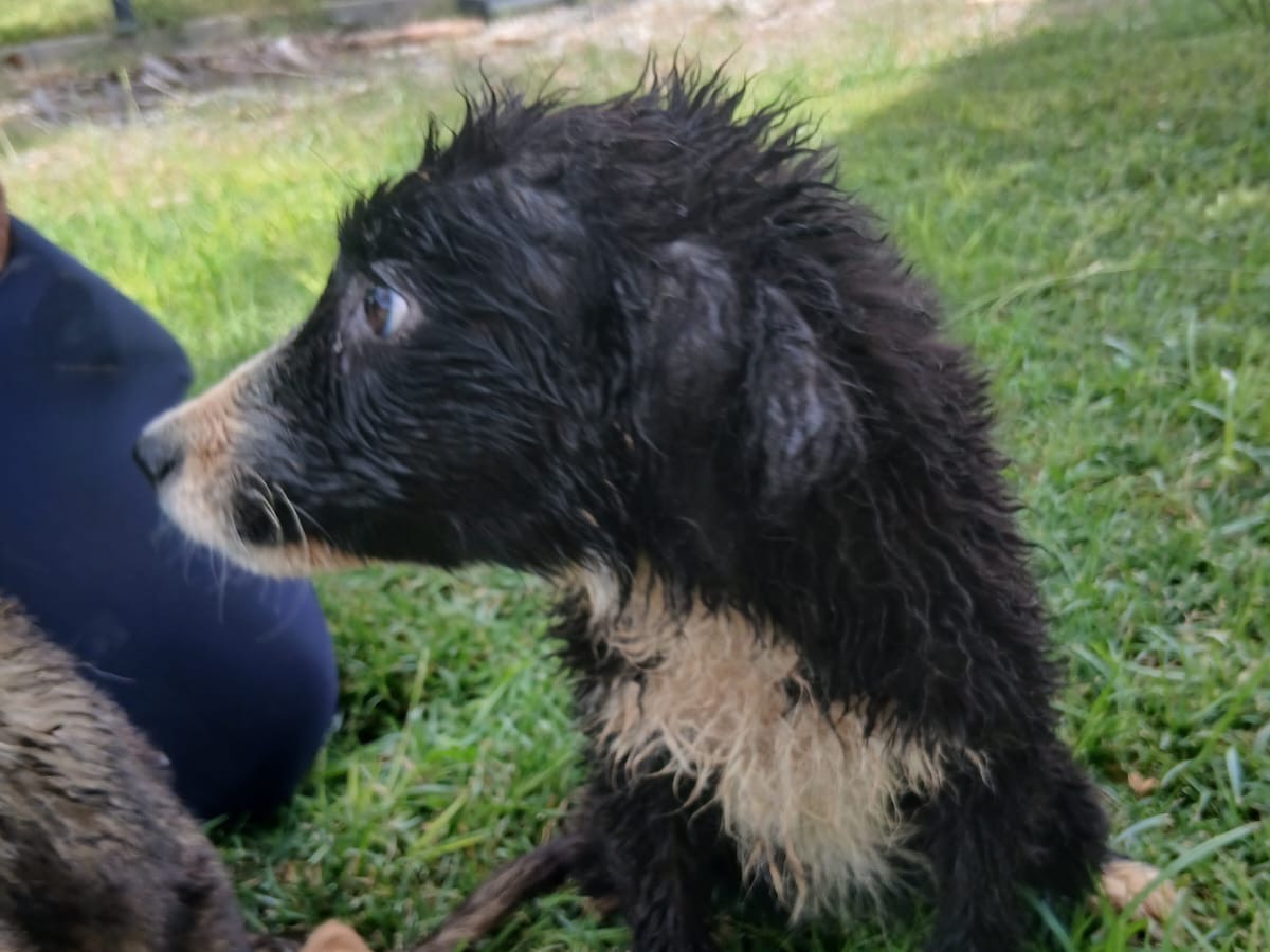 Adotta un cane, taglia media, femmina, Crotone