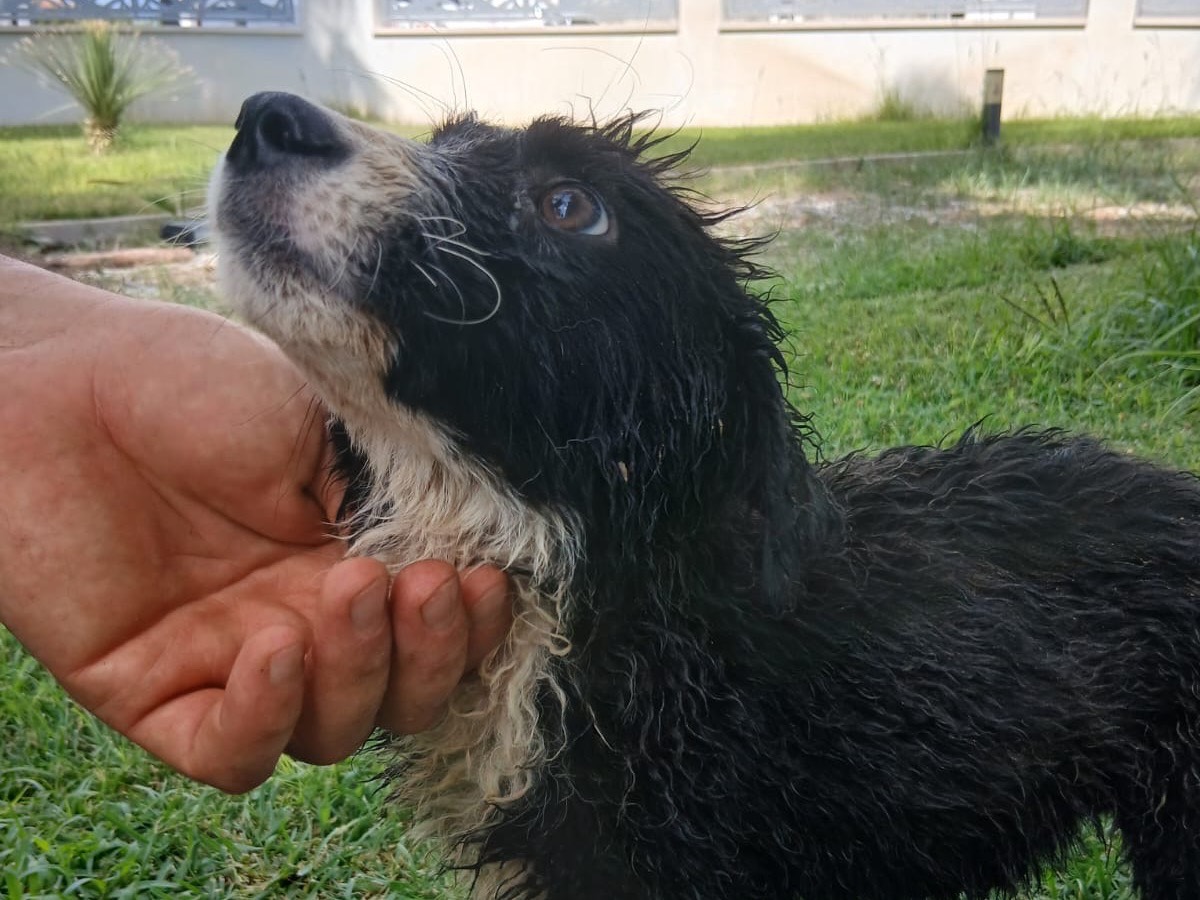 Vuoi adottare un cane a Crotone?