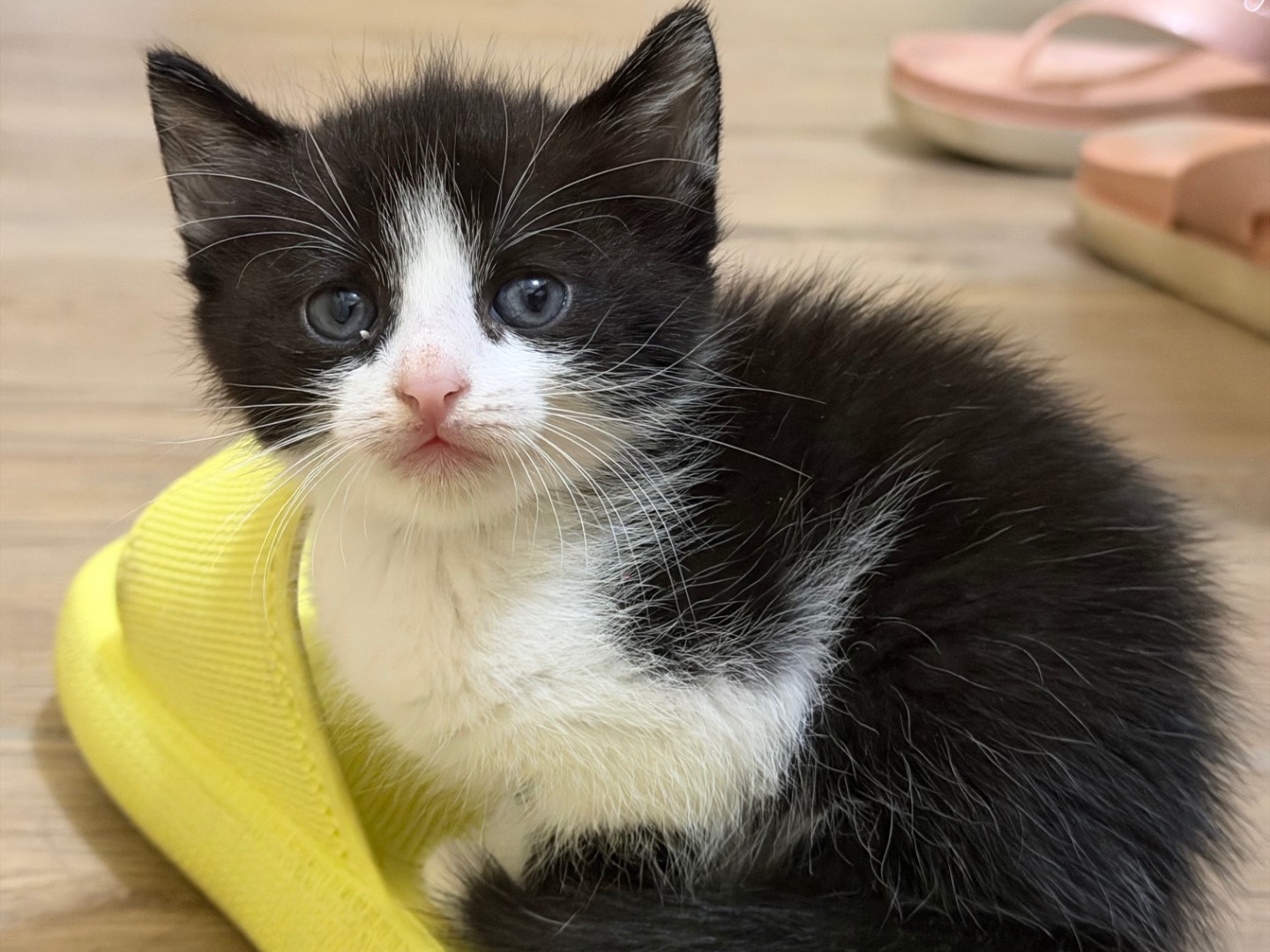 Vuoi adottare un gatto a Latina?