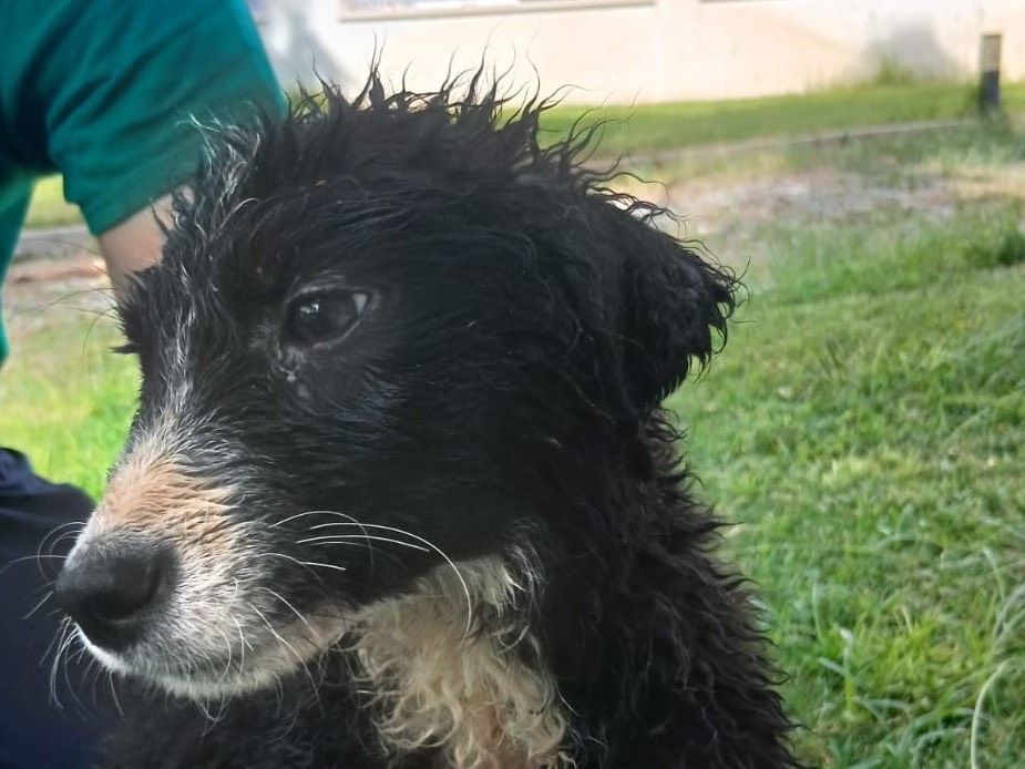 Adotta il cane Drusilla a Crotone