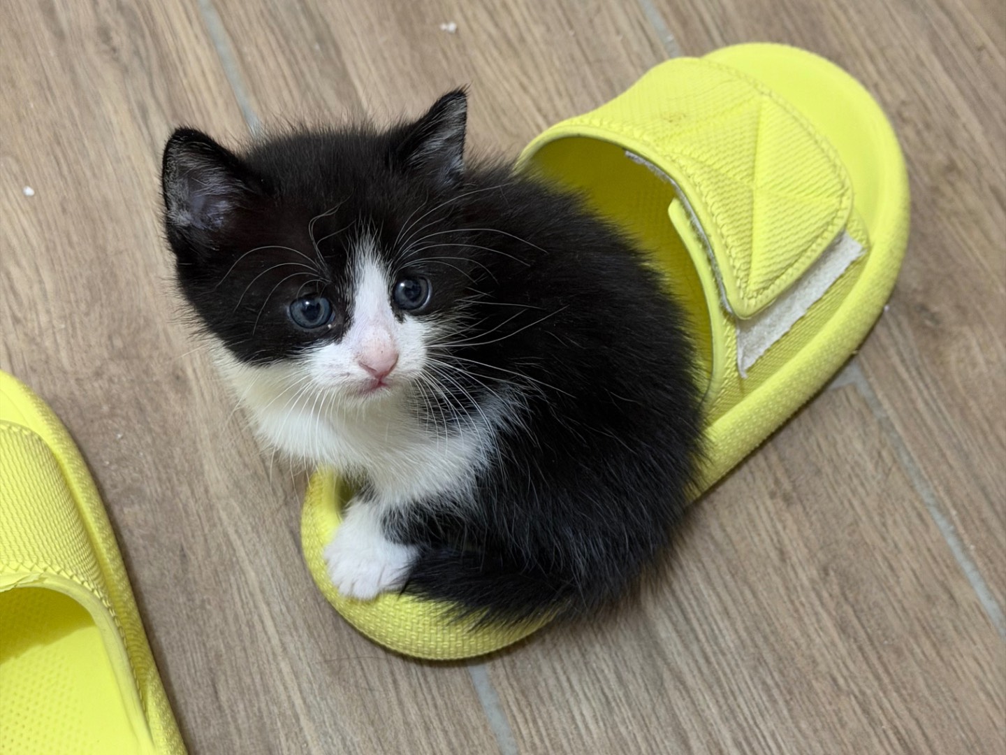 Adotta il gatto SPRITZ a Latina