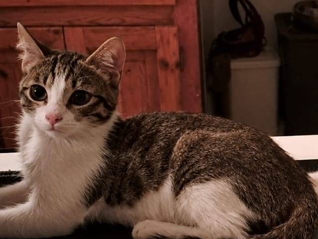 Adozione gatto, femmina, Razza sconosciuta Razza sconosciuta, 3 mesi, taglia non valida, Roma