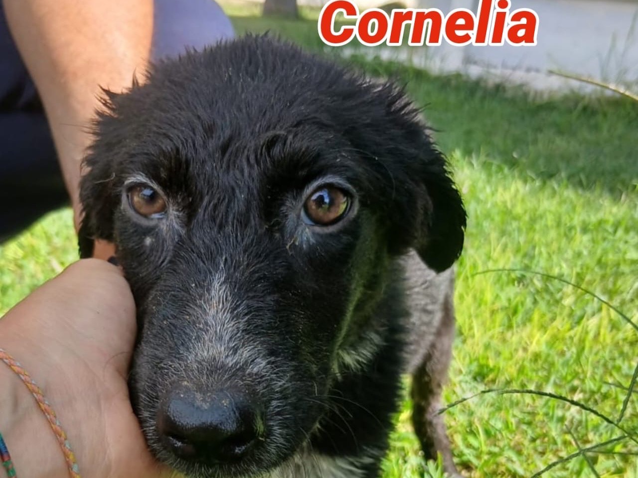 Adozione cane, femmina, Razza sconosciuta Razza sconosciuta, 3 mesi, taglia media, Crotone