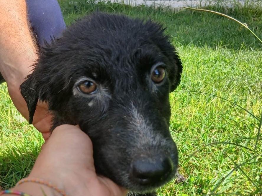 Adotta un cane, femmina, 3 mesi, Crotone