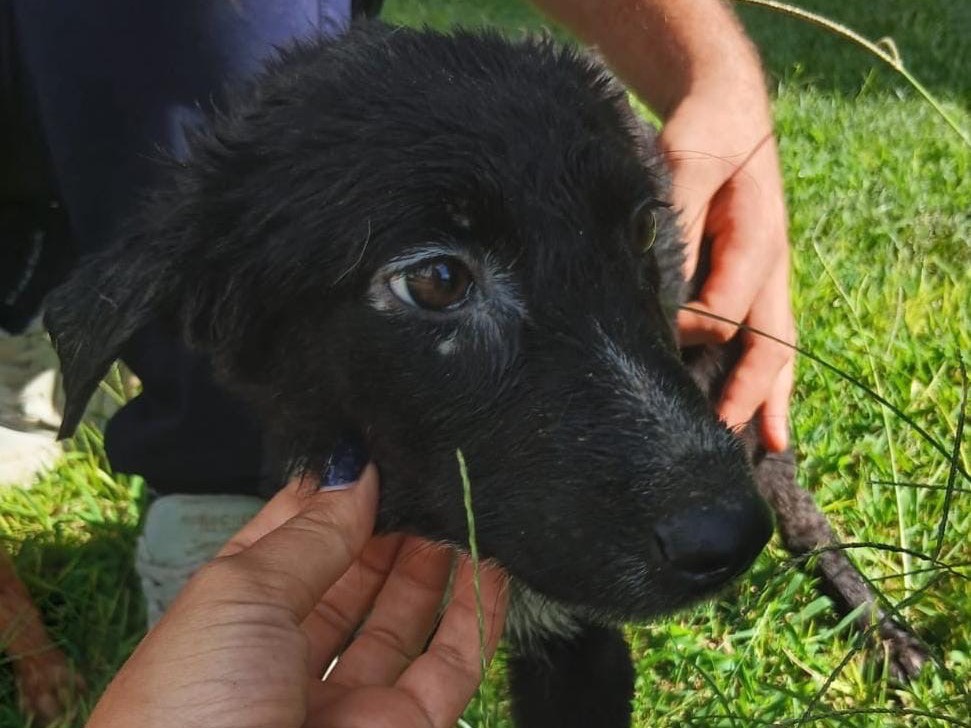 Adotta un cane, taglia media, femmina, Crotone