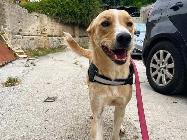 Vuoi adottare un cane a Siracusa?