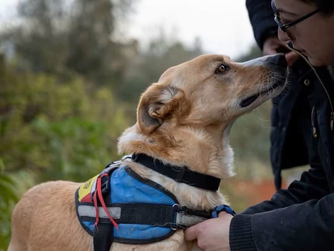 Adotta il cane Ares a Siracusa