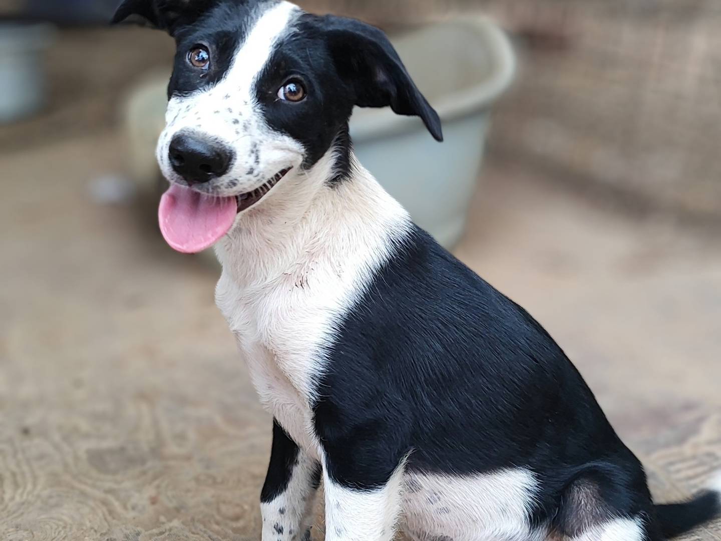 Adozione cane, femmina, Razza sconosciuta Razza sconosciuta, 3 mesi, taglia media, Como