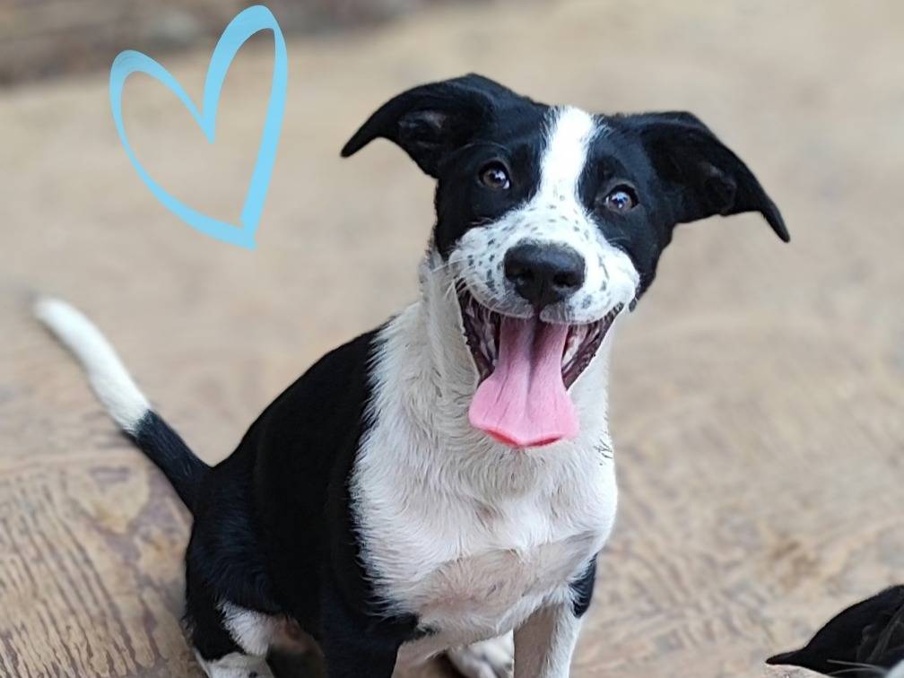 Adotta un cane, femmina, 3 mesi, Como