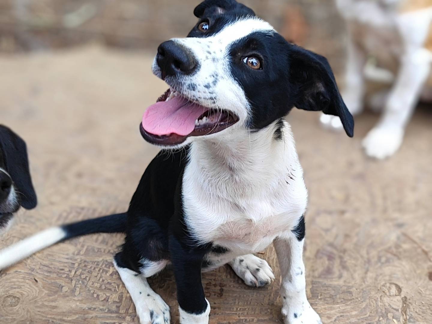 Adotta un cane, taglia media, femmina, Como