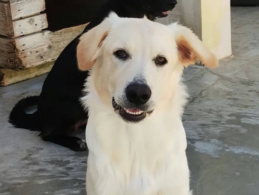 Adozione cane, maschio, Razza sconosciuta Razza sconosciuta, 6 mesi, taglia grande, Taranto