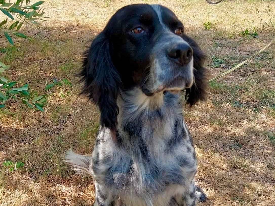 Adozione cane, maschio, Setter Inglese Razza sconosciuta, 7 anni e 1 mese, taglia media, Brescia