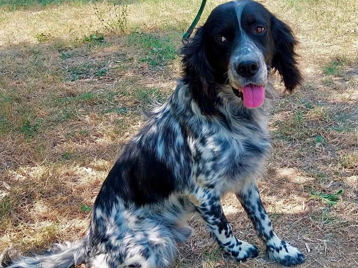 Adotta un cane, taglia media, maschio, Brescia