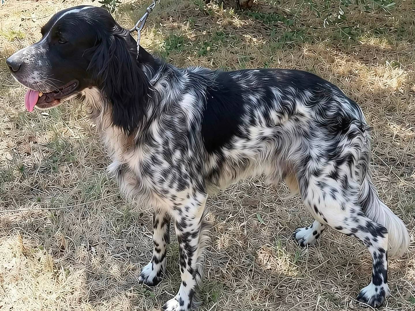 Vuoi adottare un cane a Brescia?