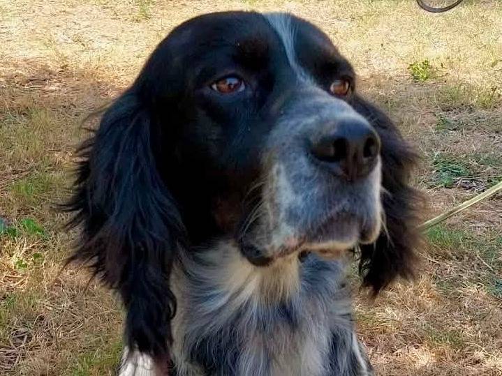 Adotta un cane, maschio, 7 anni e 1 mese, Brescia