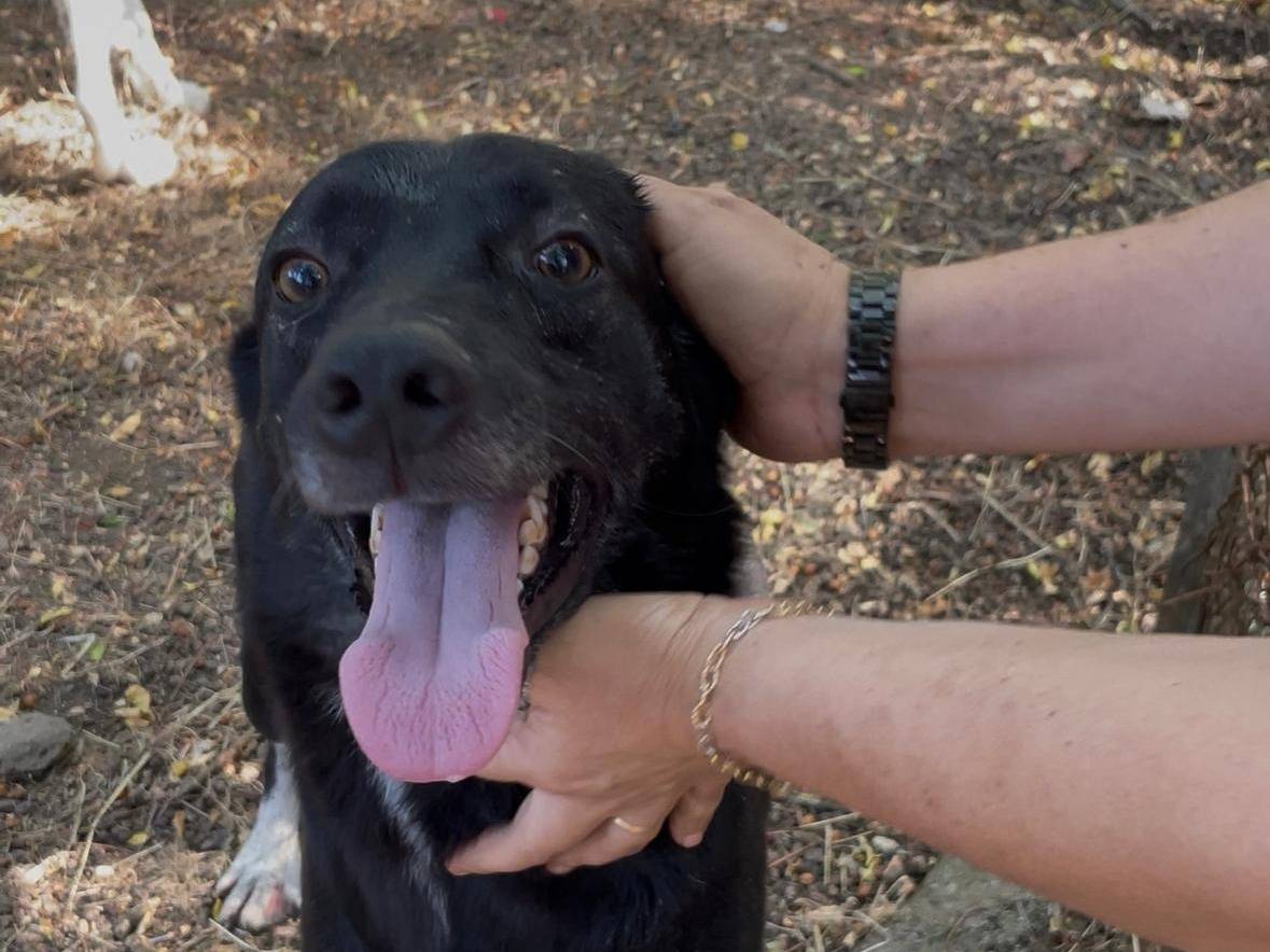 Adozione cane, maschio, Razza sconosciuta Razza sconosciuta, 4 anni e 4 mesi, taglia media, Latina