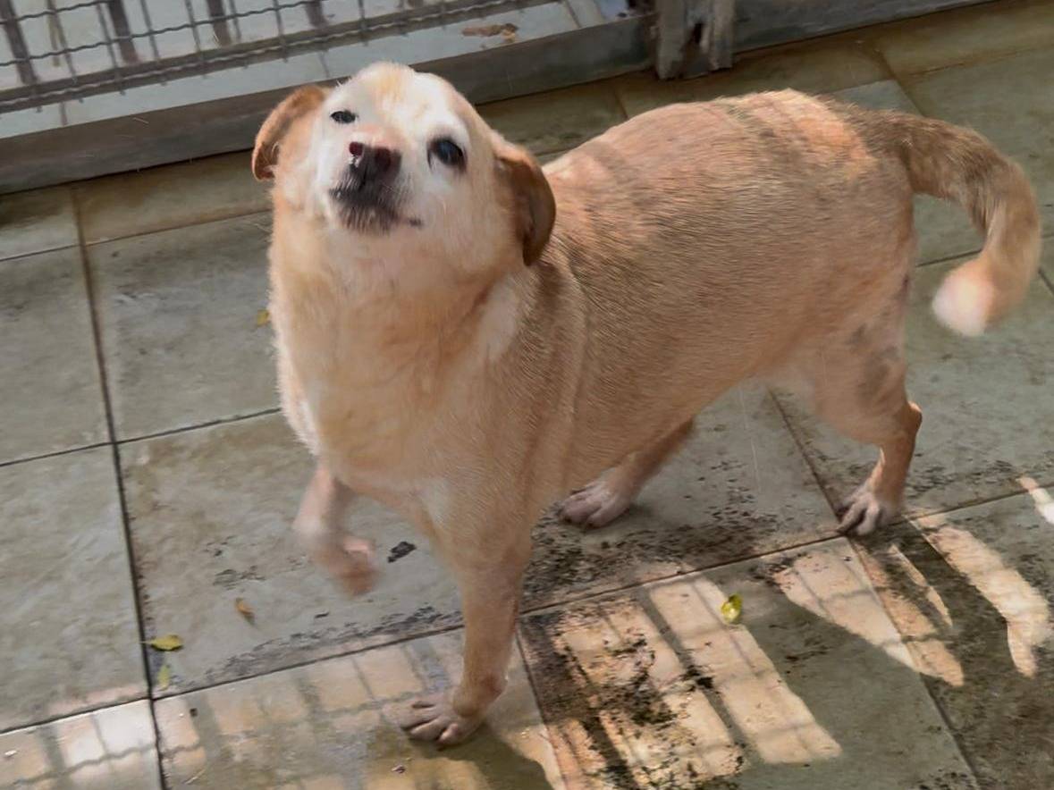Adozione cane, maschio, Razza sconosciuta Razza sconosciuta, 7 anni e 3 mesi, taglia media contenuta, Latina