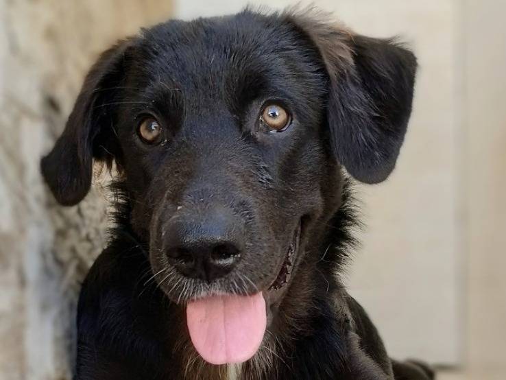 Adozione cane, femmina, Razza sconosciuta Razza sconosciuta, 5 mesi, taglia grande, Taranto
