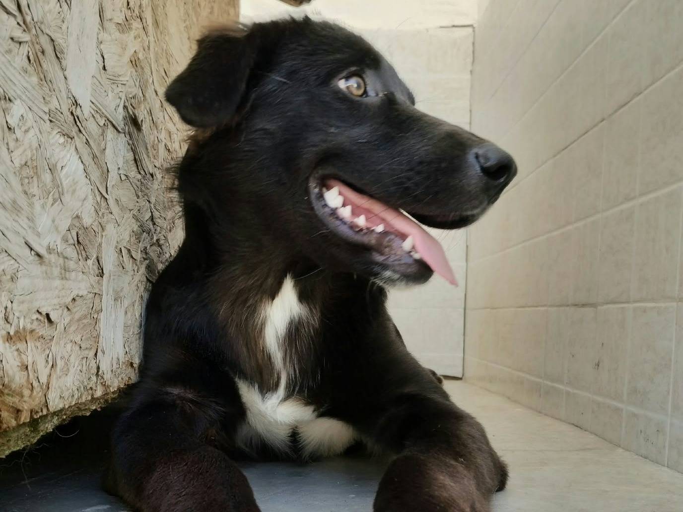 Adotta un cane, femmina, 5 mesi, Taranto