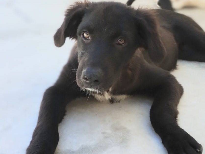 Adotta un cane, taglia grande, femmina, Taranto