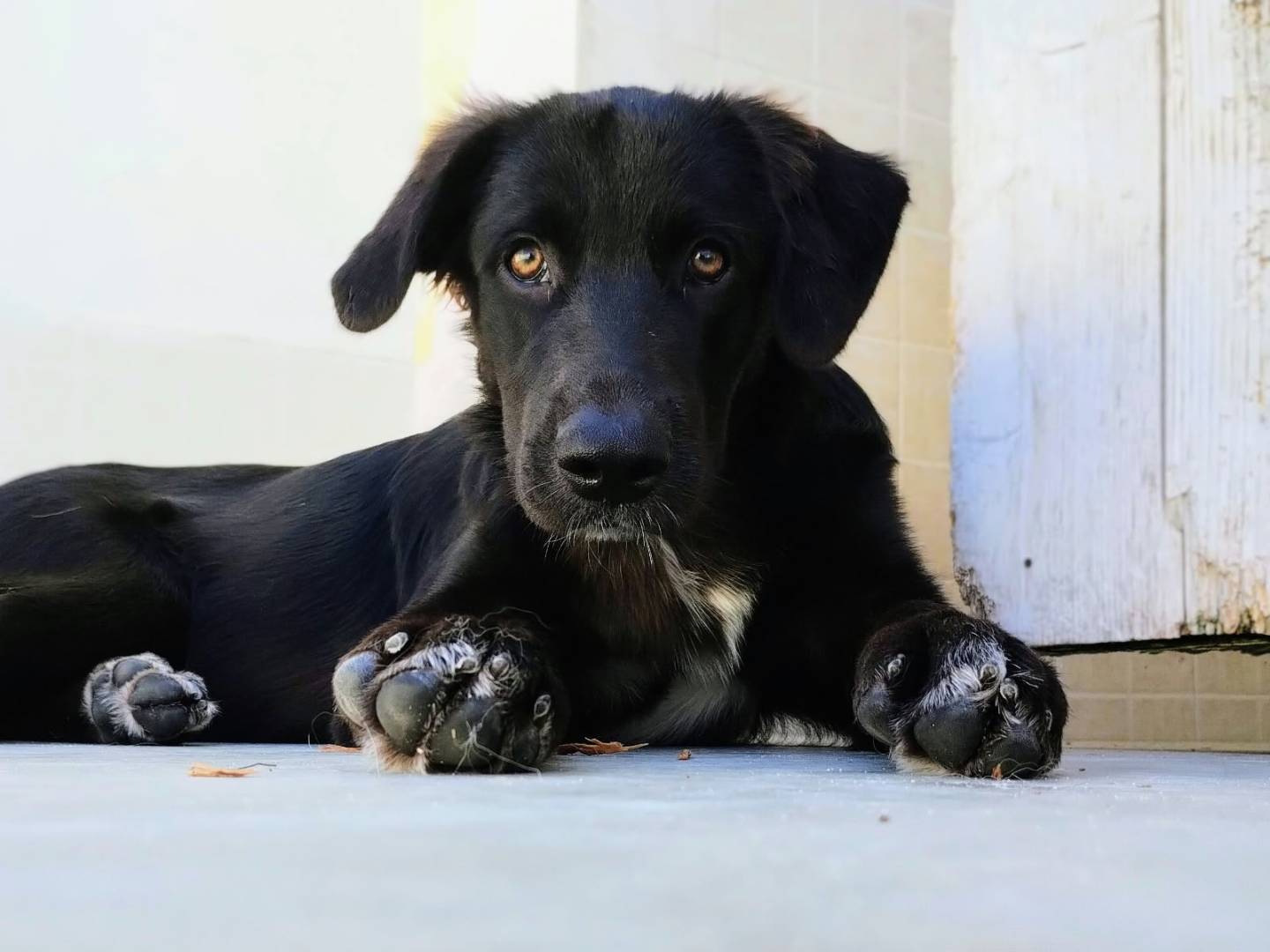 Vuoi adottare un cane a Taranto?
