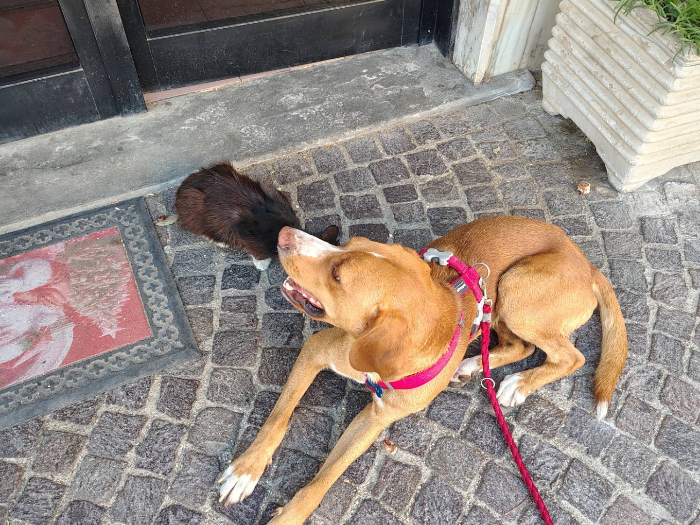 Adotta un cane, maschio, 10 mesi, Avellino