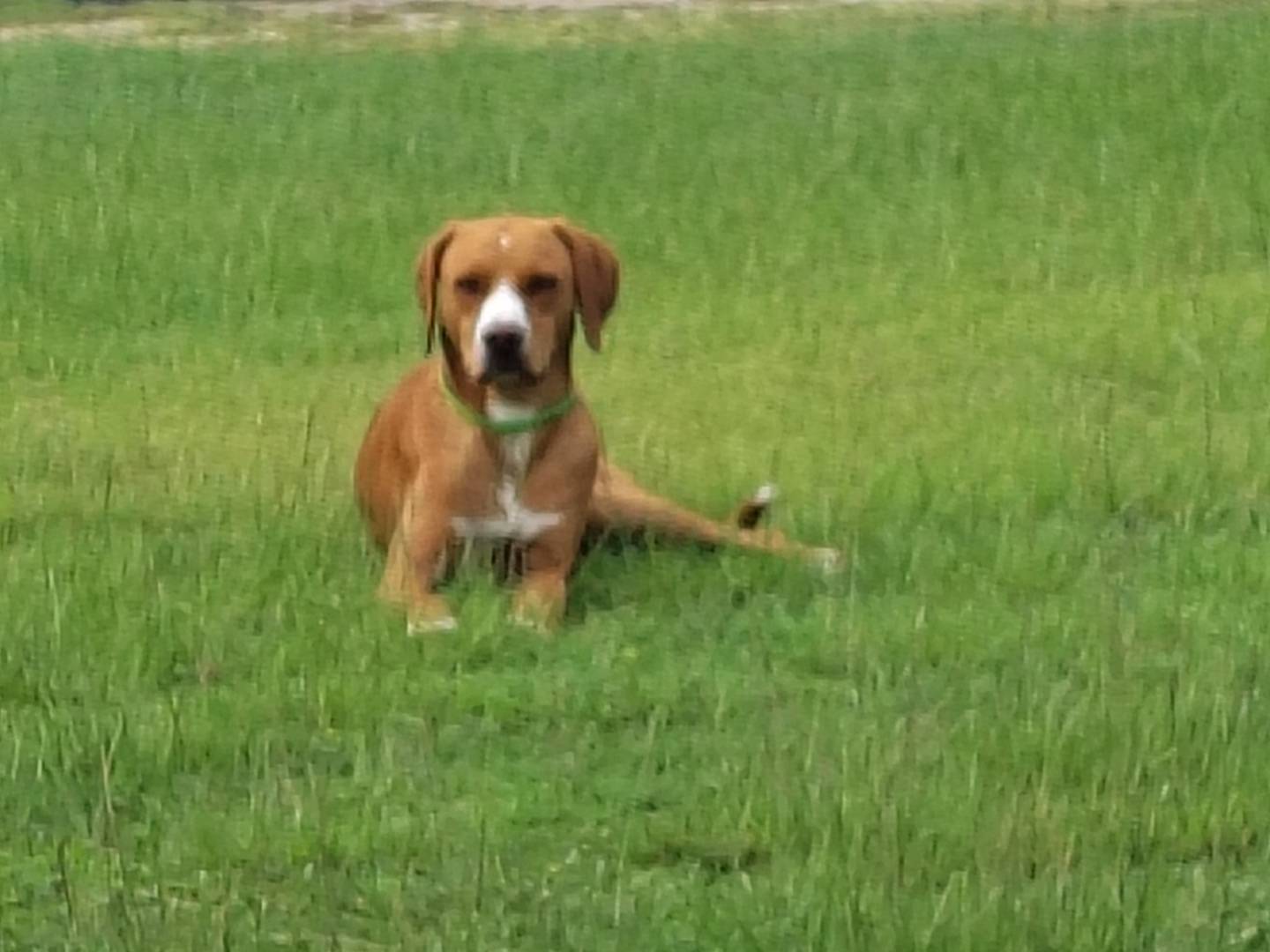 Adozione cane, maschio, Razza sconosciuta Razza sconosciuta, 10 mesi, taglia media, Avellino