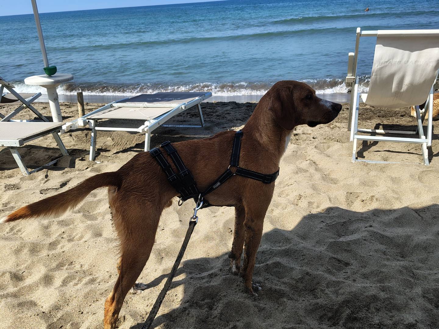 Adotta un cane, taglia media, maschio, Avellino