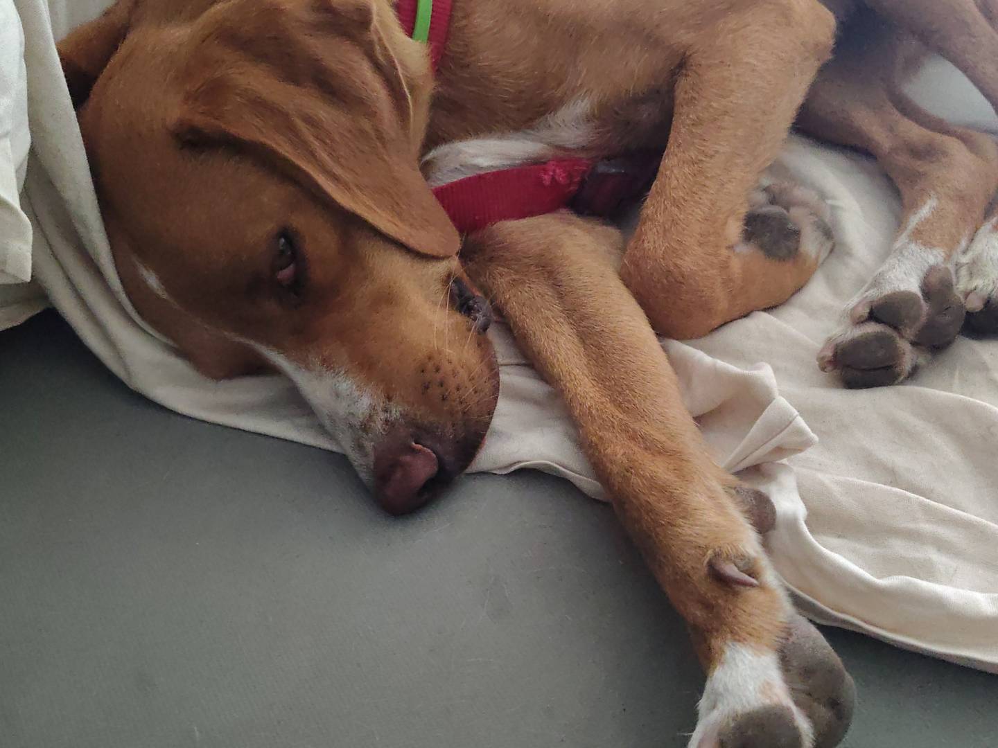 Vuoi adottare un cane a Avellino?