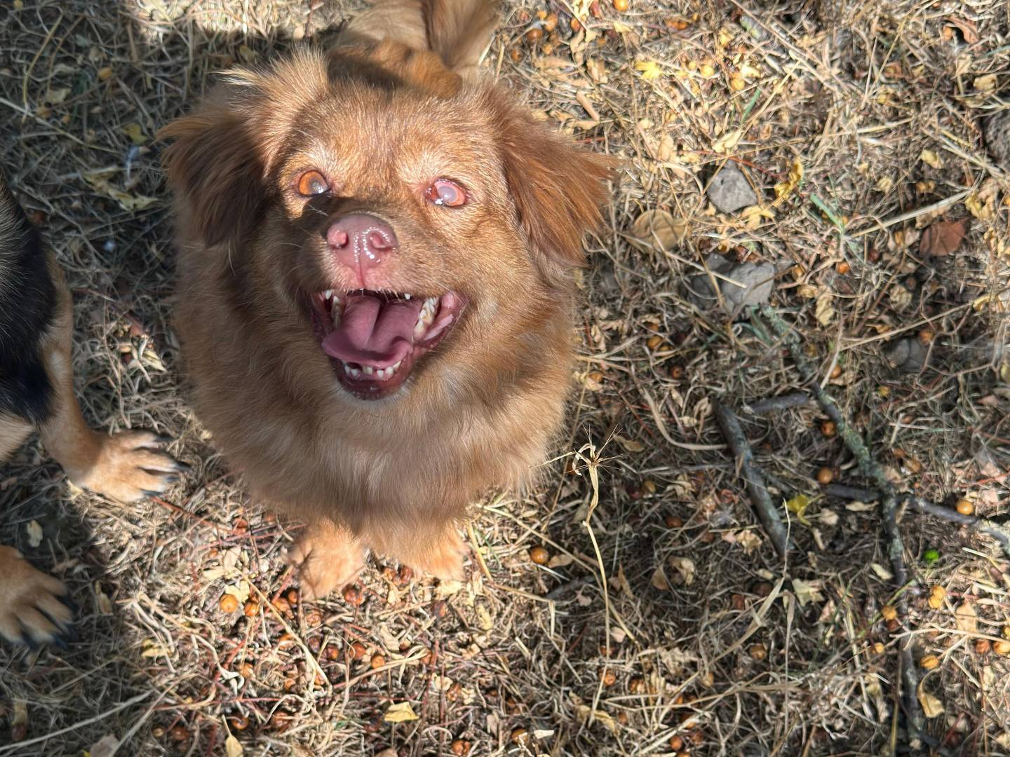 Adozione cane, femmina, Razza sconosciuta Razza sconosciuta, 3 anni e 3 mesi, taglia piccola, Latina