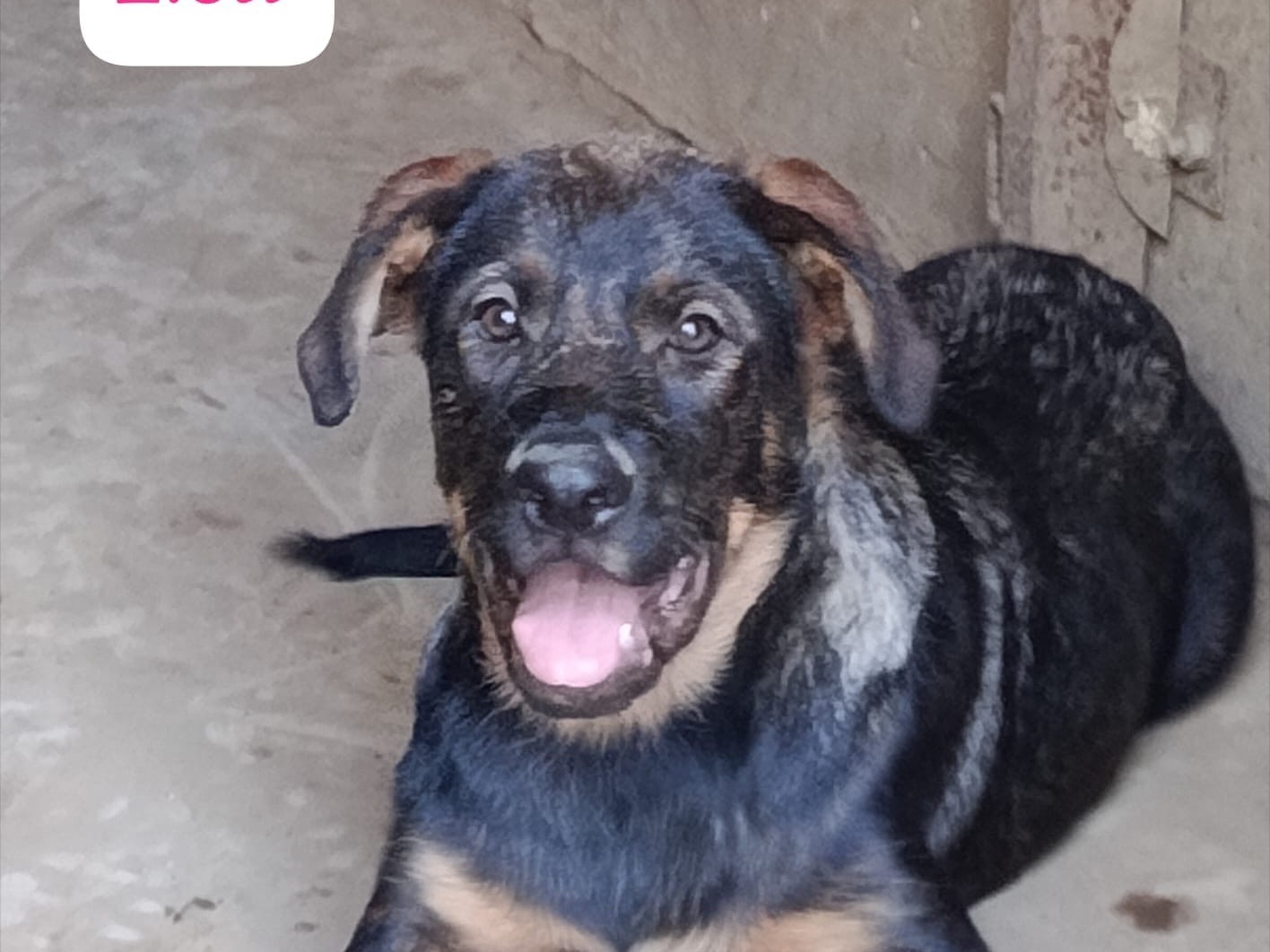 Adozione cane, femmina, Razza sconosciuta Razza sconosciuta, 3 mesi, taglia grande, Avellino