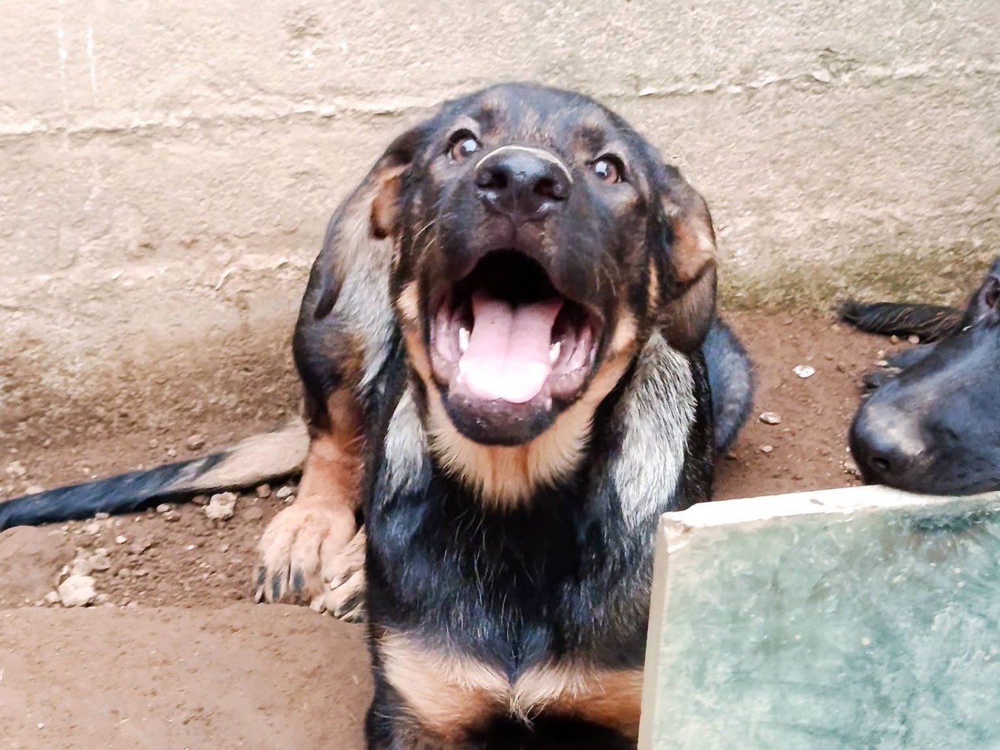 Adotta un cane, femmina, 3 mesi, Avellino