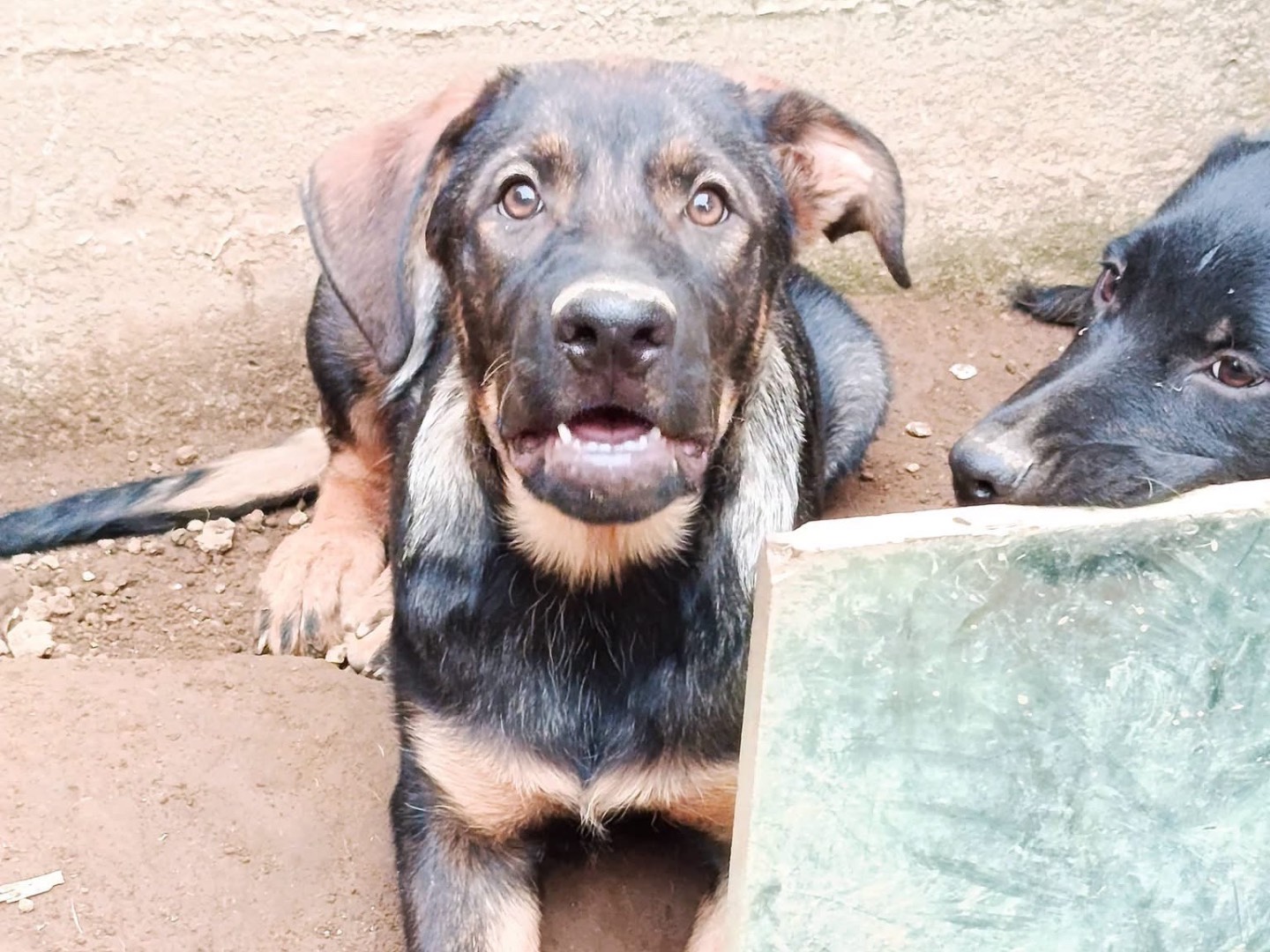 Adotta un cane, taglia grande, femmina, Avellino
