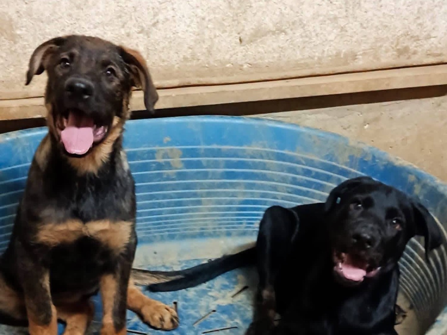 Vuoi adottare un cane a Avellino?