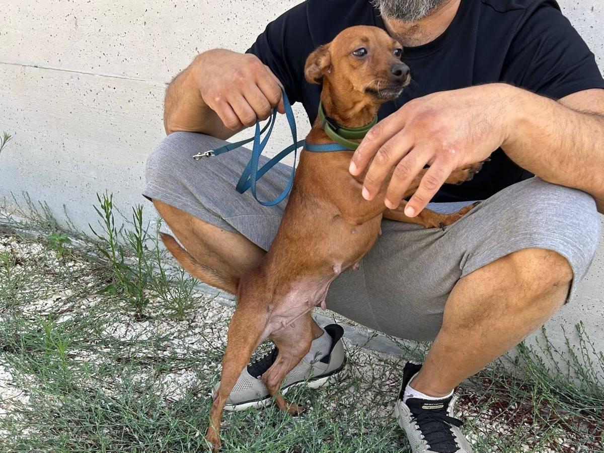 Adotta un cane, femmina, 5 anni, Agrigento