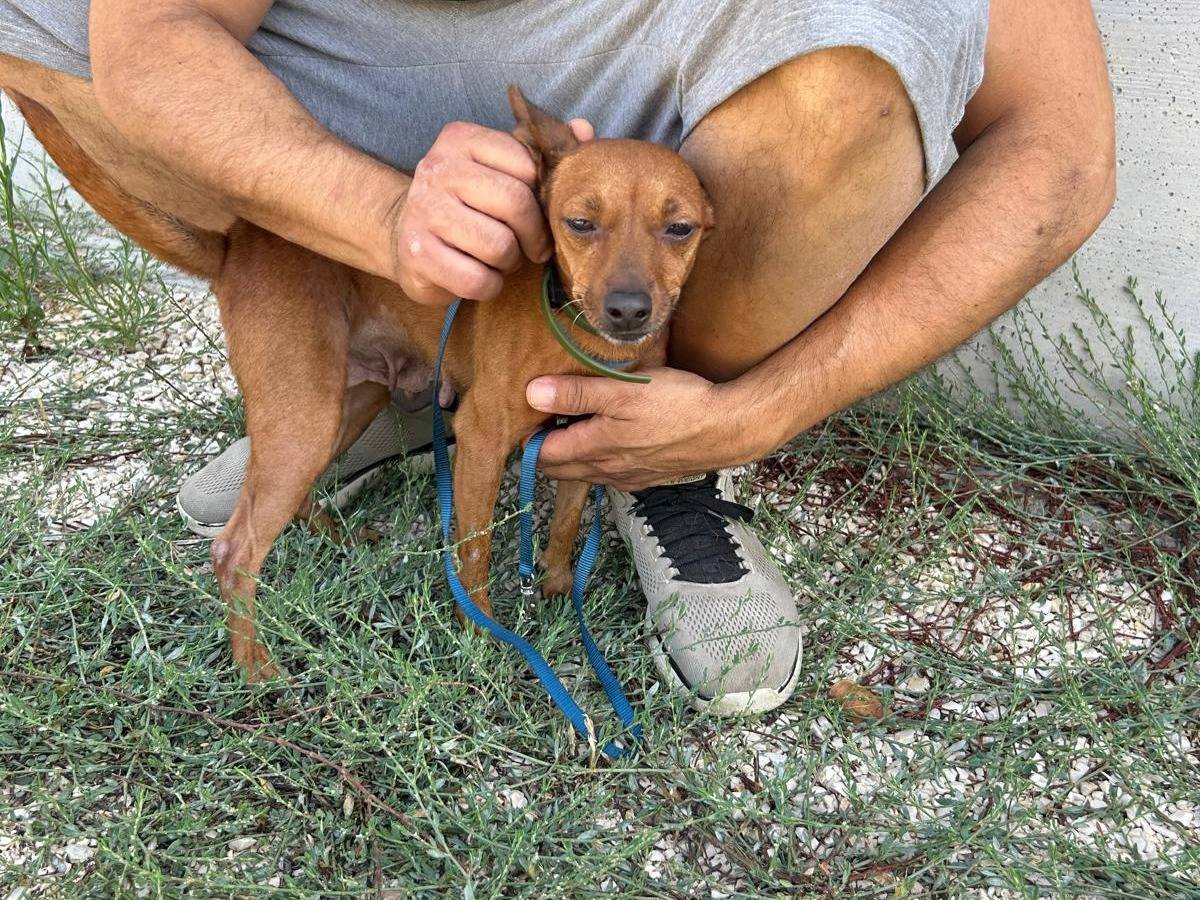 Adotta un cane, taglia piccola, femmina, Agrigento