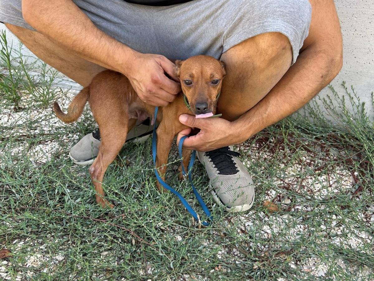 Vuoi adottare un cane a Agrigento?