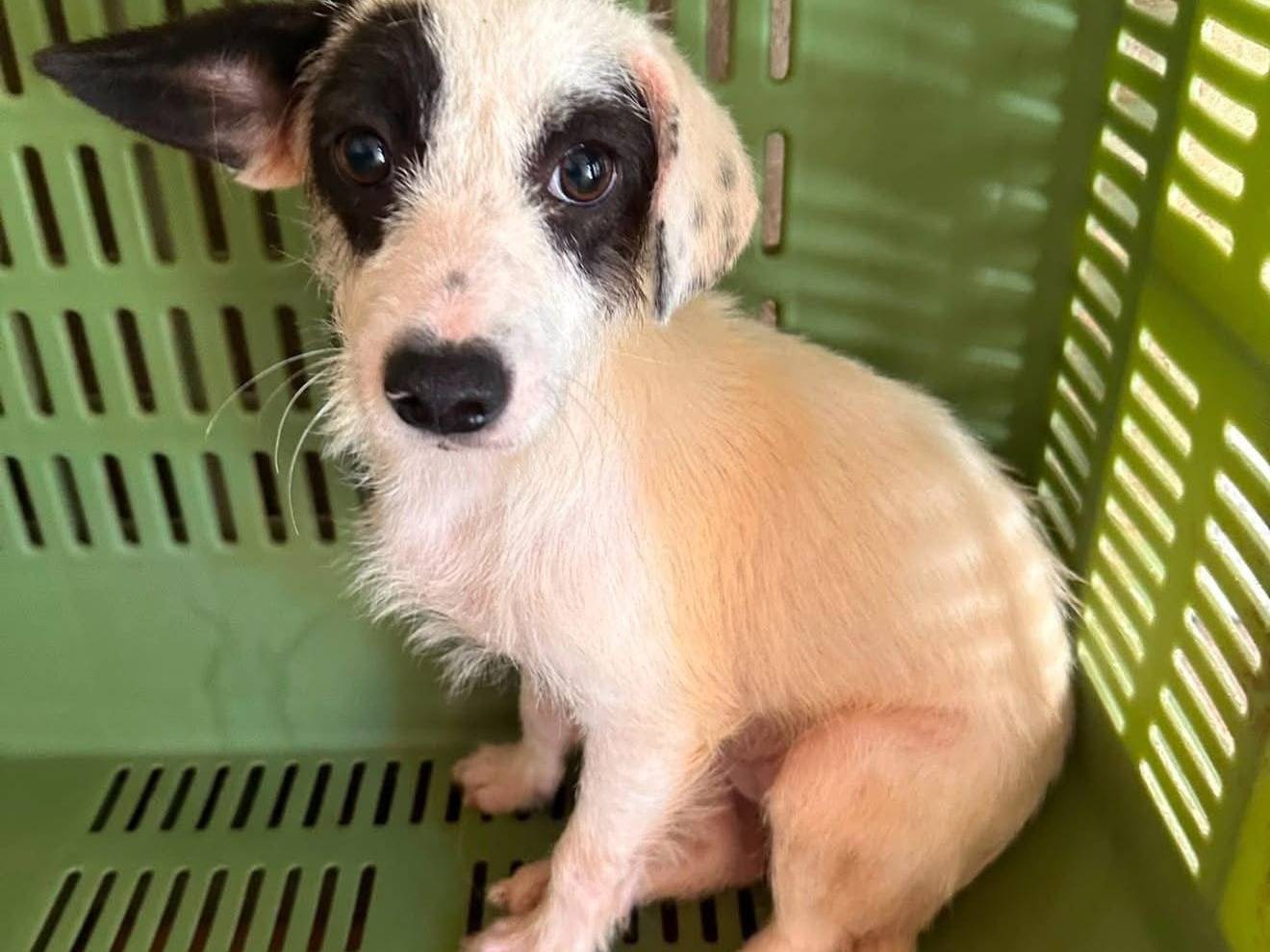 Adozione cane, femmina, Setter Inglese Razza sconosciuta, 6 mesi, taglia media contenuta, Avellino