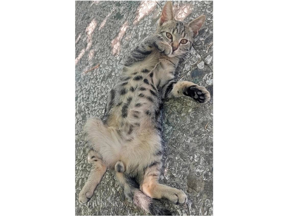 Adozione gatto, maschio, Razza sconosciuta Razza sconosciuta, 4 mesi, taglia non valida, Potenza