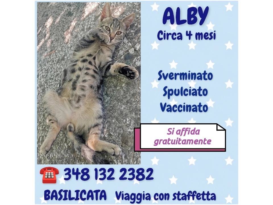 Adotta un gatto, maschio, 4 mesi, Potenza