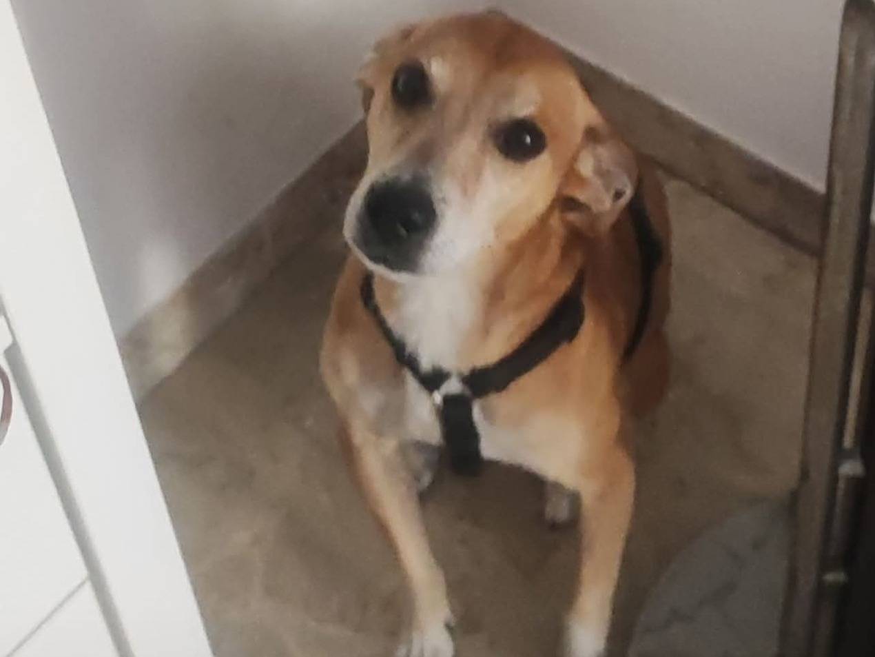 Adozione cane, maschio, Jack Russell Terrier Razza sconosciuta, 10 anni e 10 mesi, taglia media contenuta, Pescara