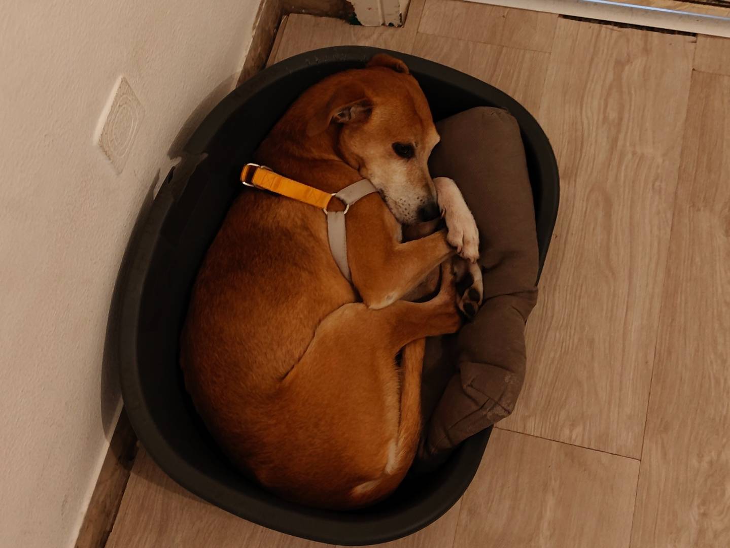 Adotta un cane, maschio, 10 anni e 10 mesi, Pescara