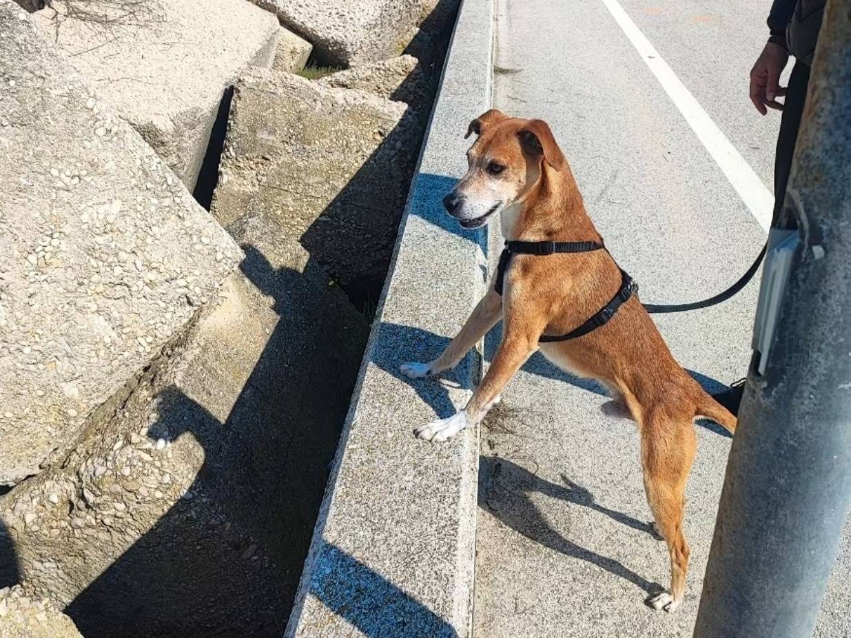 Adotta un cane, taglia media contenuta, maschio, Pescara