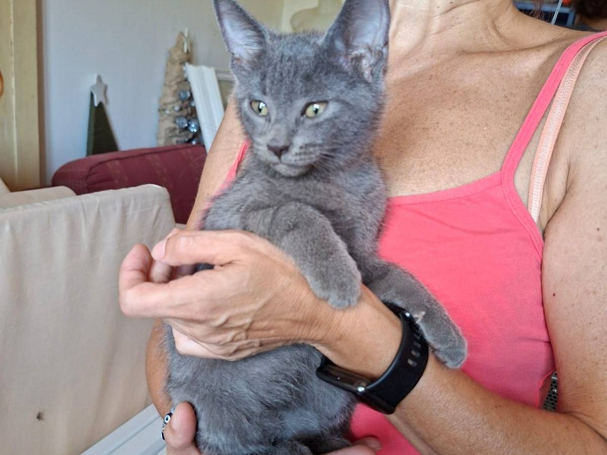 Adotta un gatto, femmina, 2 mesi, Roma
