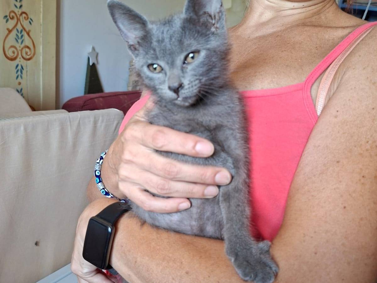 Adotta un gatto, taglia non valida, femmina, Roma