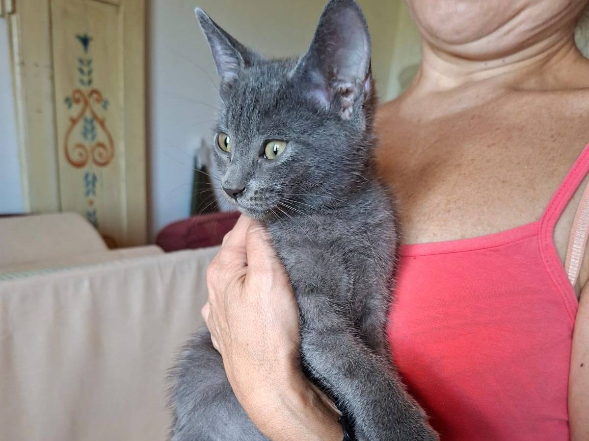 Vuoi adottare un gatto a Roma?